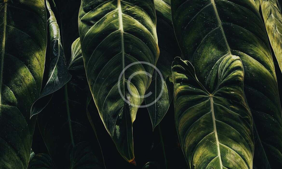 image-copyright (181)