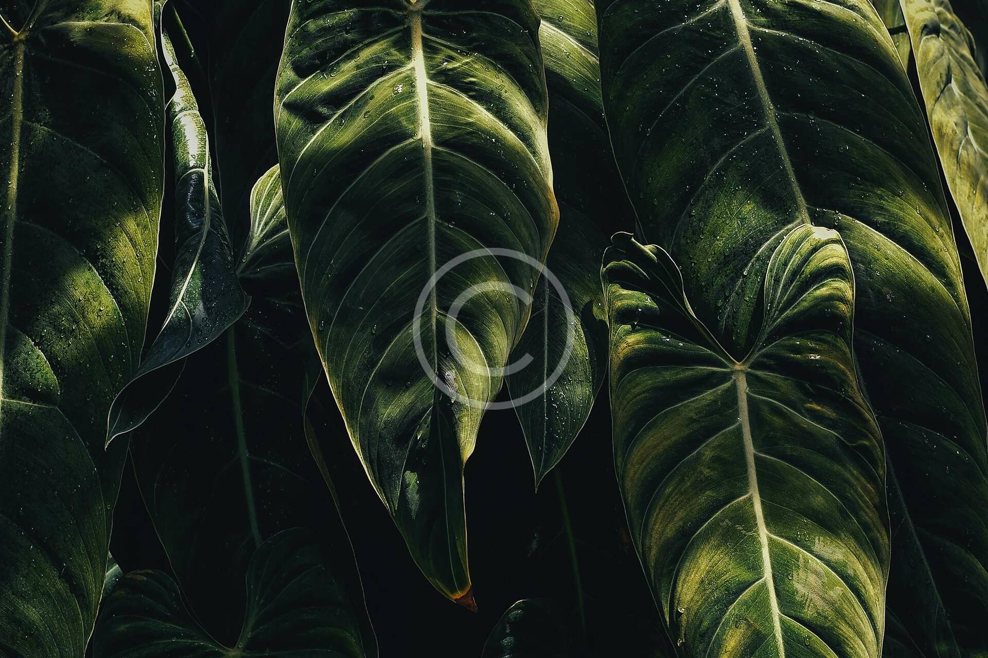 image-copyright (181)